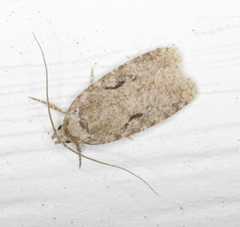 Agonopterix curvilineella