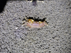 Ocypode gaudichaudii