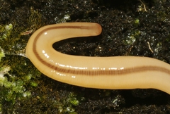 Geonemertes pelaensis