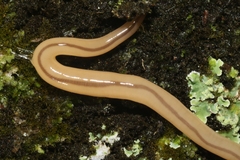 Geonemertes pelaensis