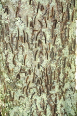 Entomophaga maimaiga