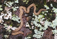 Geonemertes pelaensis