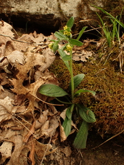 Lithospermum tuberosum