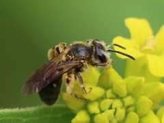 Andrena crataegi
