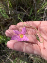 Sabatia grandiflora
