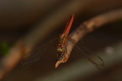 Crocothemis servilia