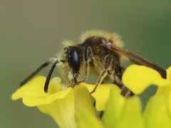 Andrena crataegi