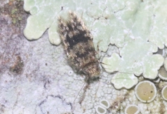 Lepidopsocus