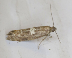 Acrolepiopsis assectella