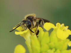 Andrena crataegi