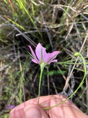 Sabatia grandiflora