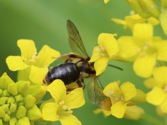 Andrena crataegi