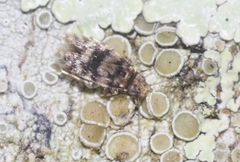 Lepidopsocus