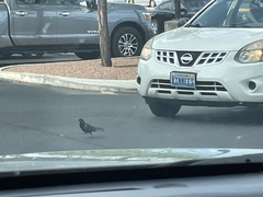 Columba livia domestica