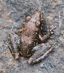 Litoria inermis