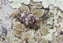 Lepidopsocus