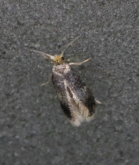 Ectoedemia similella