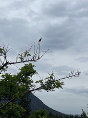 Selasphorus calliope