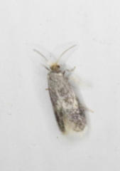 Ectoedemia similella