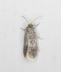 Ectoedemia similella
