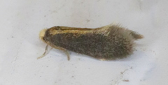 Cauchas dietziella