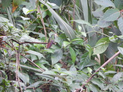 Amazilia tzacatl