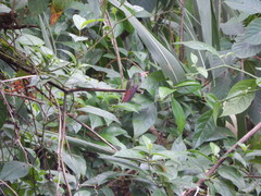 Amazilia tzacatl
