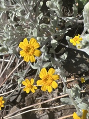 Eriophyllum congdonii