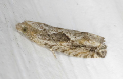 Gretchena delicatana