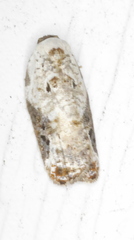 Acleris nivisellana