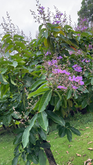 Lagerstroemia speciosa