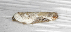 Acleris nivisellana