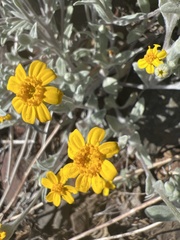Eriophyllum congdonii