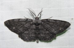 Hypomecis buchholzaria