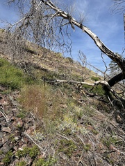 Eriophyllum congdonii