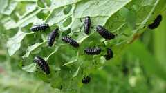 Gastrophysa viridula