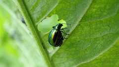 Gastrophysa viridula