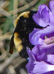 Bombus nevadensis