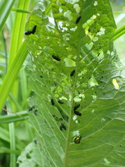 Gastrophysa viridula