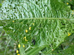 Gastrophysa viridula