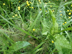 Gastrophysa viridula