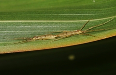Styringomyia didyma