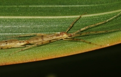 Styringomyia didyma