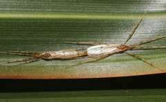 Styringomyia didyma
