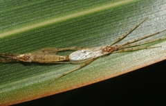 Styringomyia didyma