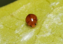 Delphastus pallidus