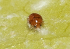 Delphastus pallidus