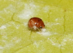 Delphastus pallidus