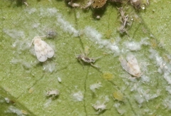 Tetraleurodes mori