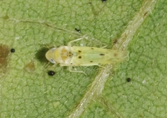 Idona minuenda